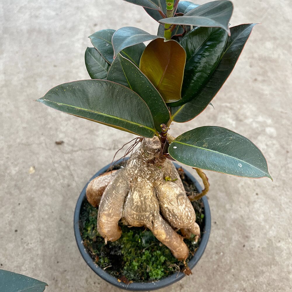 30 - 40cm Ficus Melany Grafted Ginseng 17cm Pot House Plant House Plant