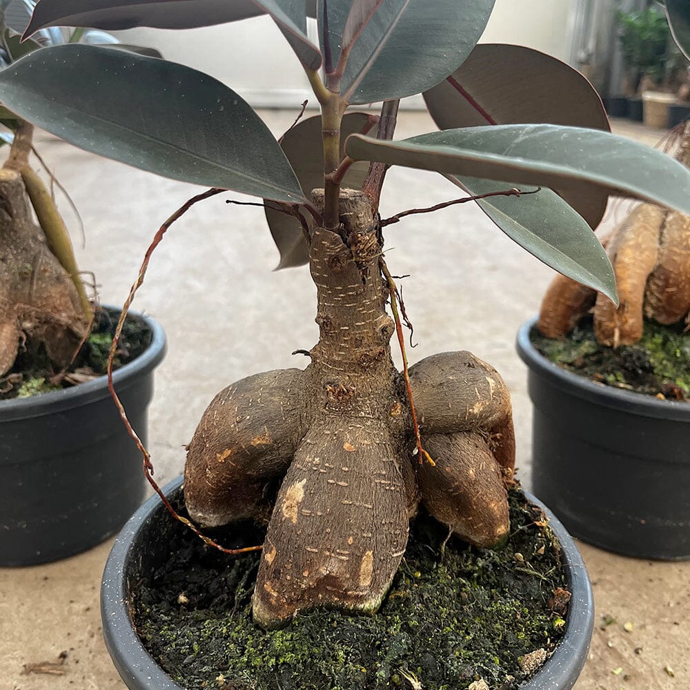 30 - 40cm Ficus Melany Grafted Ginseng 19cm Pot House Plant – Lazy