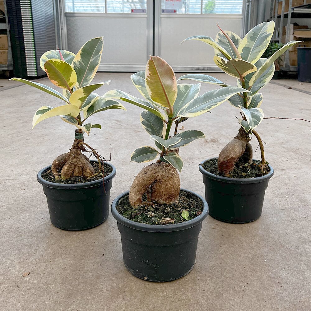 30 - 40cm Ficus Tineke Grafted Ginseng 17cm Pot House Plant House Plant