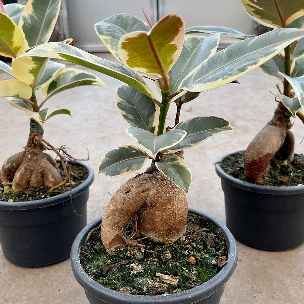 30 - 40cm Ficus Tineke Grafted Ginseng 17cm Pot House Plant House Plant