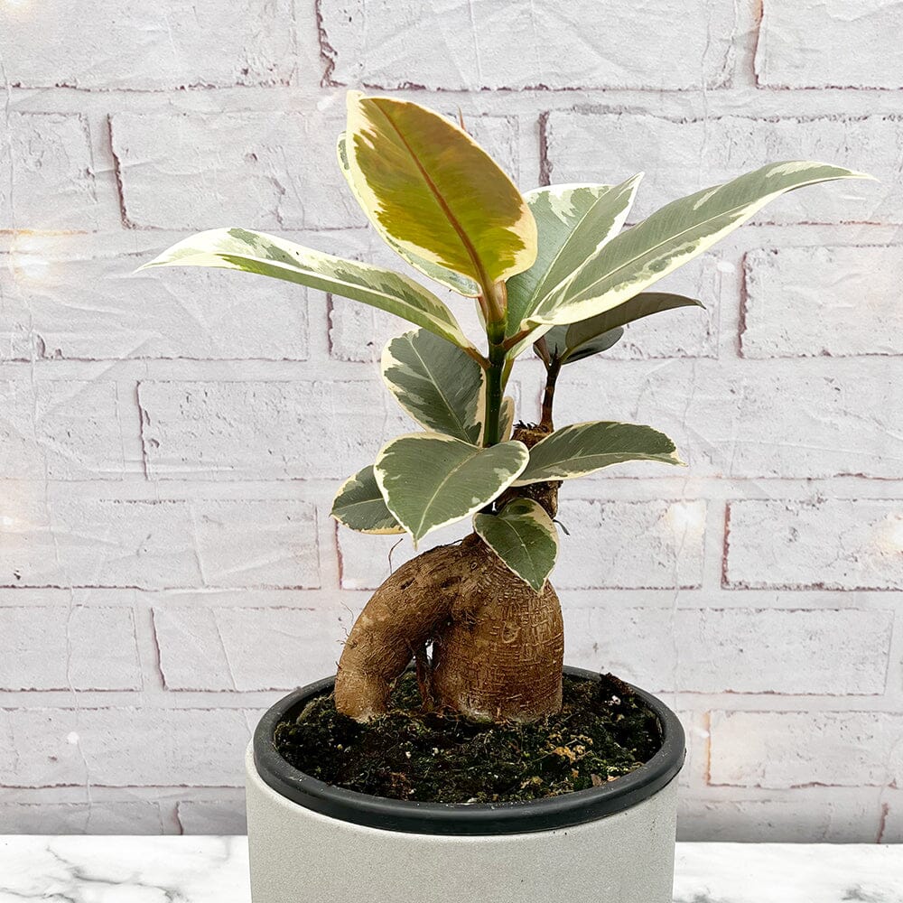 30 - 40cm Ficus Tineke Grafted Ginseng 19cm Pot House Plant House Plant