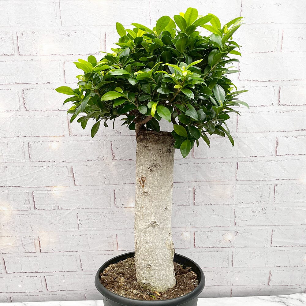 30 - 40cm Ficus White Trunk 27cm (5 Years Old) Pot House Plant House Plant