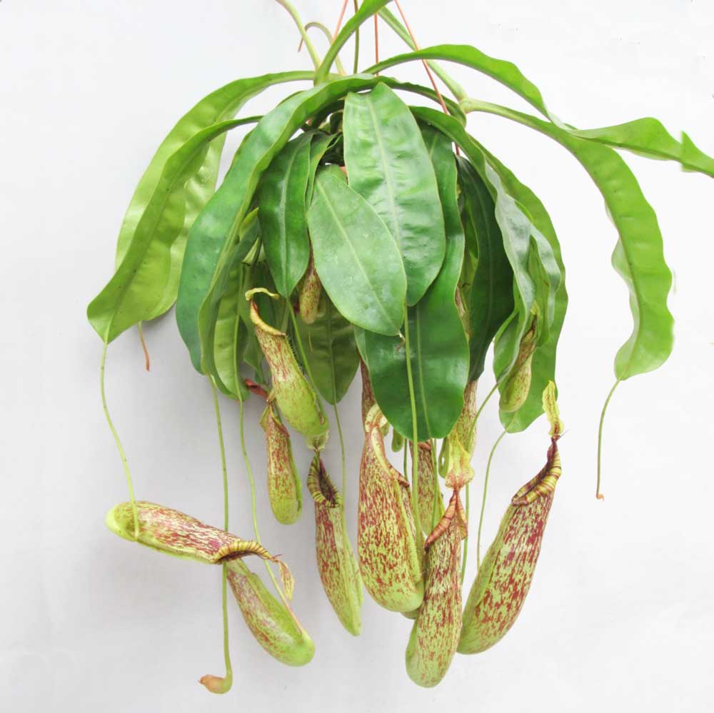 30 - 40cm Nepenthes Mojito in Hanging Pot Monkey Jars 14cm Pot House Plants