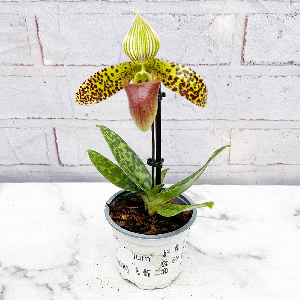 30 - 40cm Paphiopedilum Amerikanos Orchid 9cm Pot House Plant House Plant