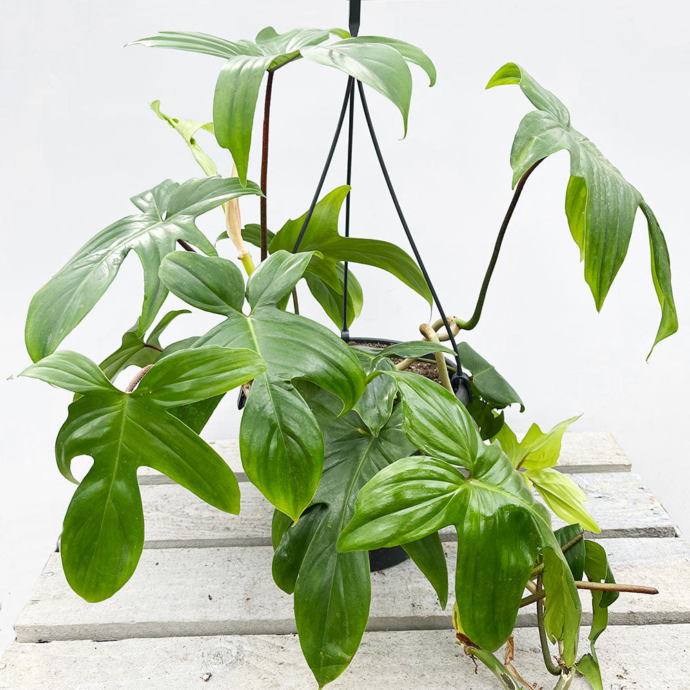 30 - 40cm Philodendron Florida in 15cm Hanging Pot House Plant