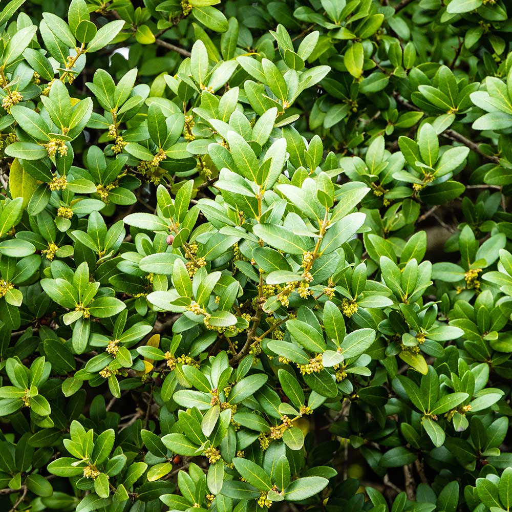 30cm Ligustrum Ovalifolium Privet Hedge Perennial Outdoor Plant 12cm Pot Perennials