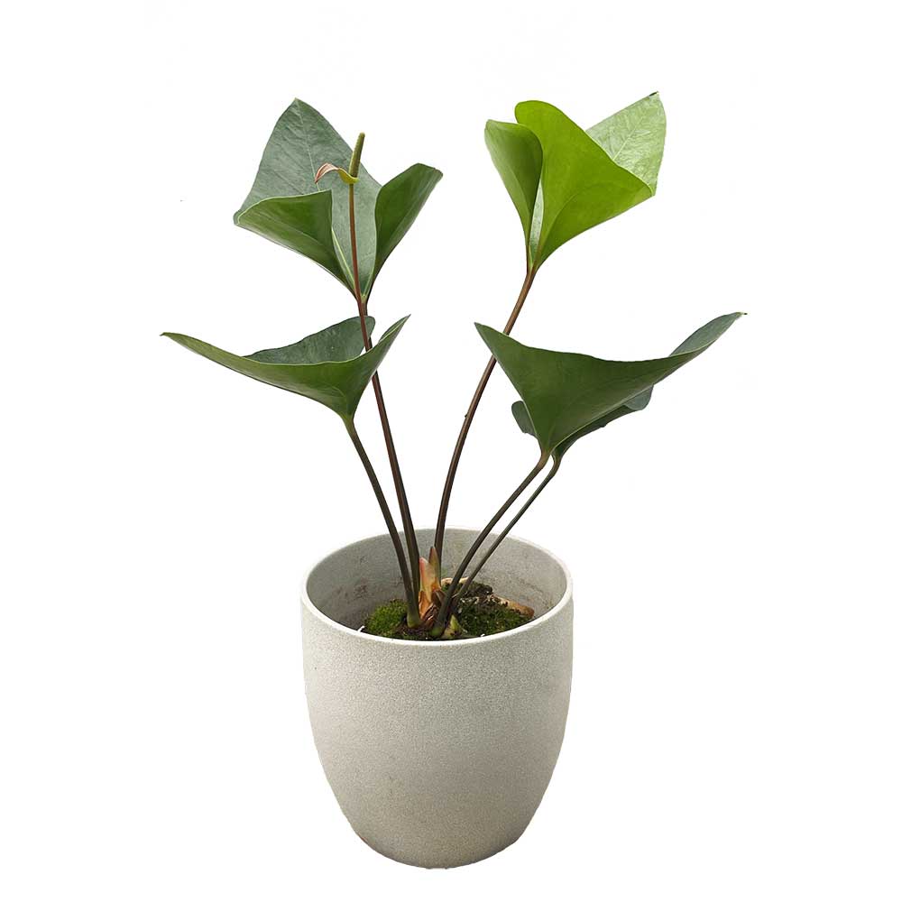35 - 45cm Anthurium Arrow 12cm Pot House Plants