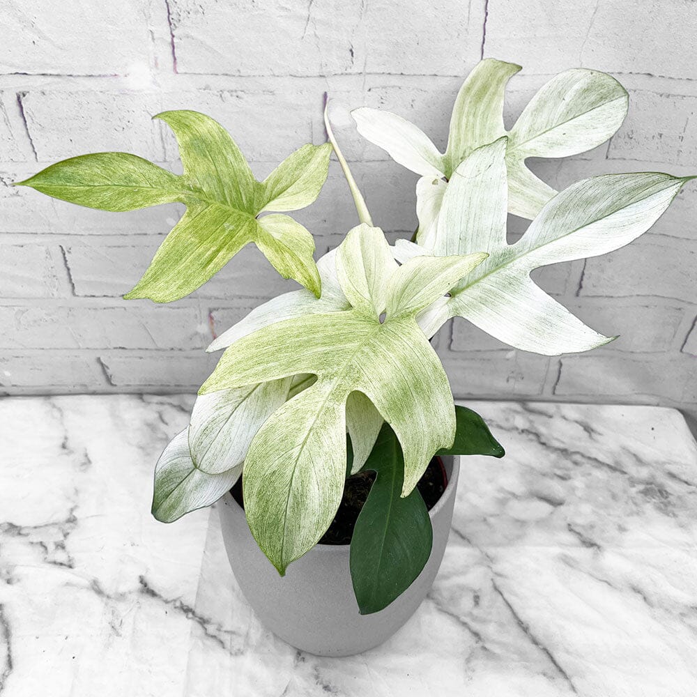 Variegated House Plants – Lazy Flora