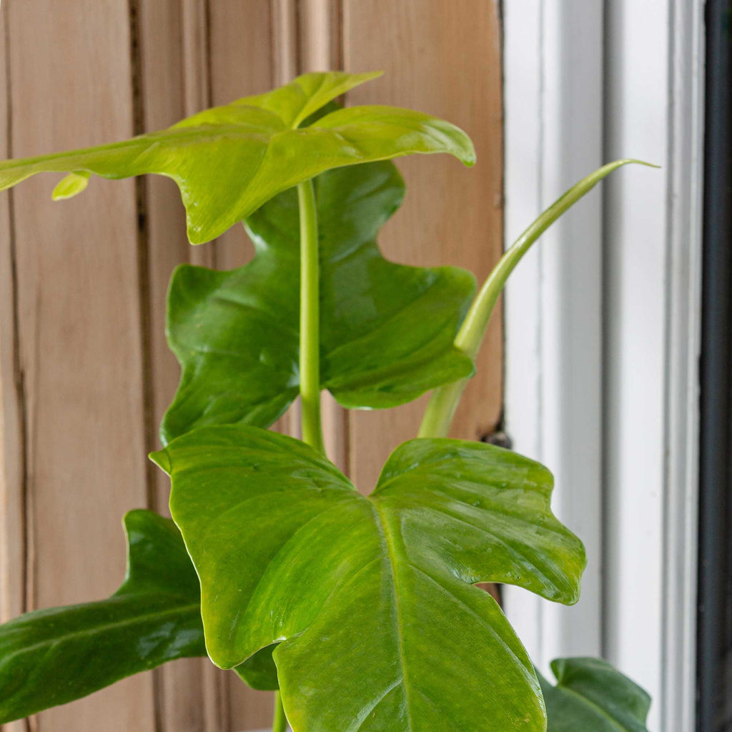 35 - 45cm Philodendron Golden Violin 17cm Pot House Plant House Plant