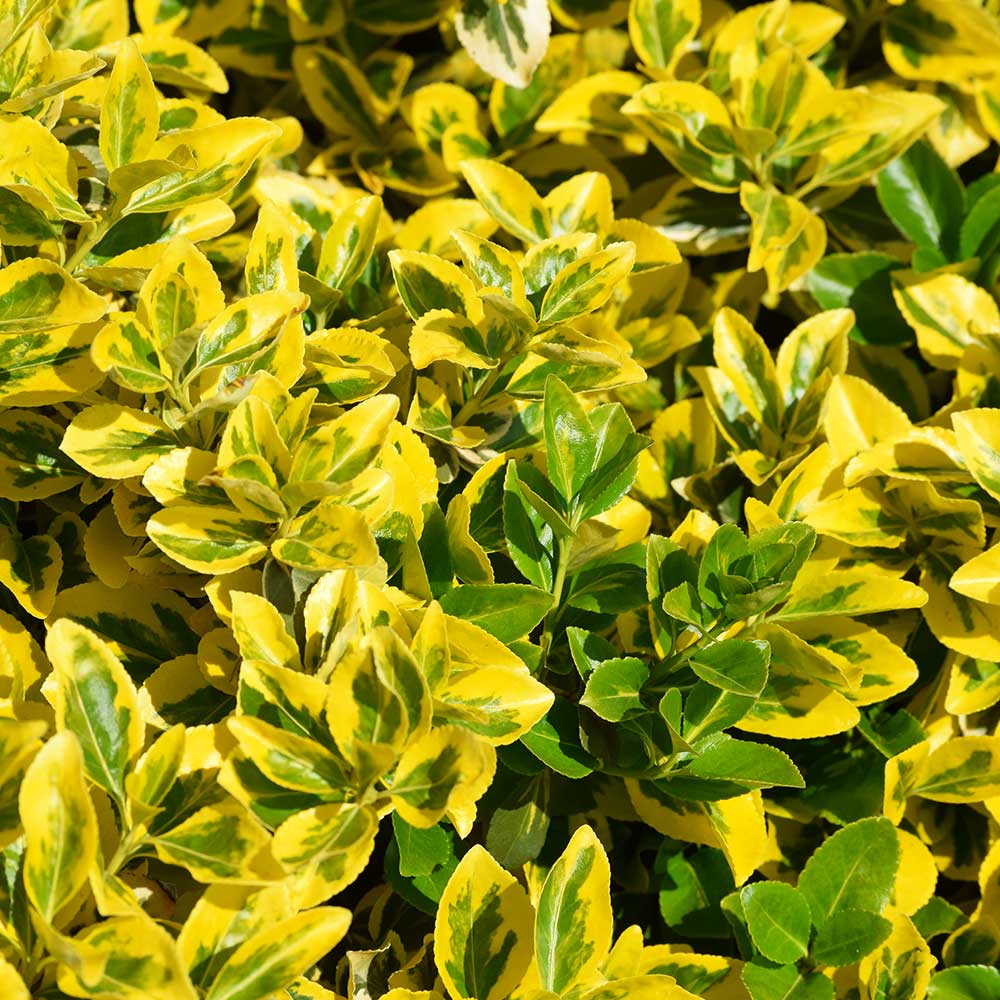 35cm Ligustrum Ibota Musli Privet Hedge Perennial Outdoor Plant 17cm Pot Perennials