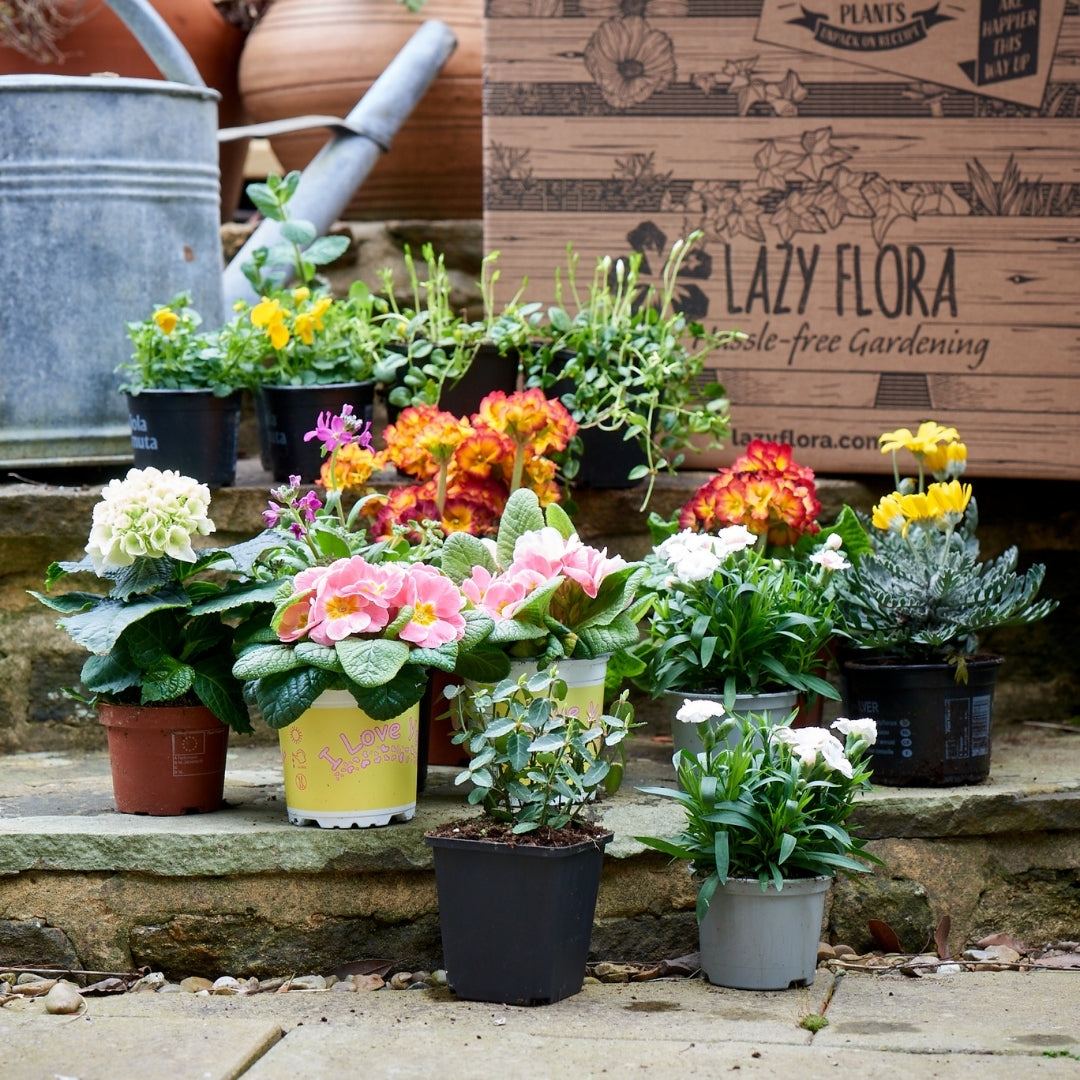 Seasonal outdoor plant subscription 6 month pre-pay