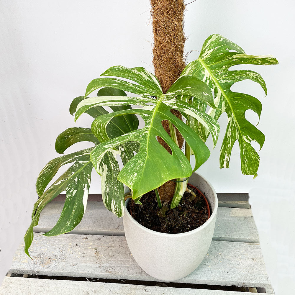 40 - 50cm Variegated Monstera on mosspole Albo Variegata Variegated Cheese Plant 17cm Pot House Plant House Plant