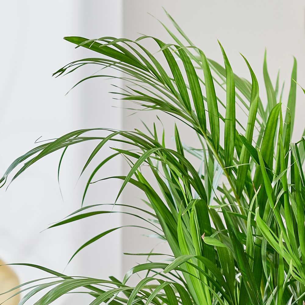 45 - 55cm Areca Palm Dypsis Lutescens 17cm Pot House Plant House Plant