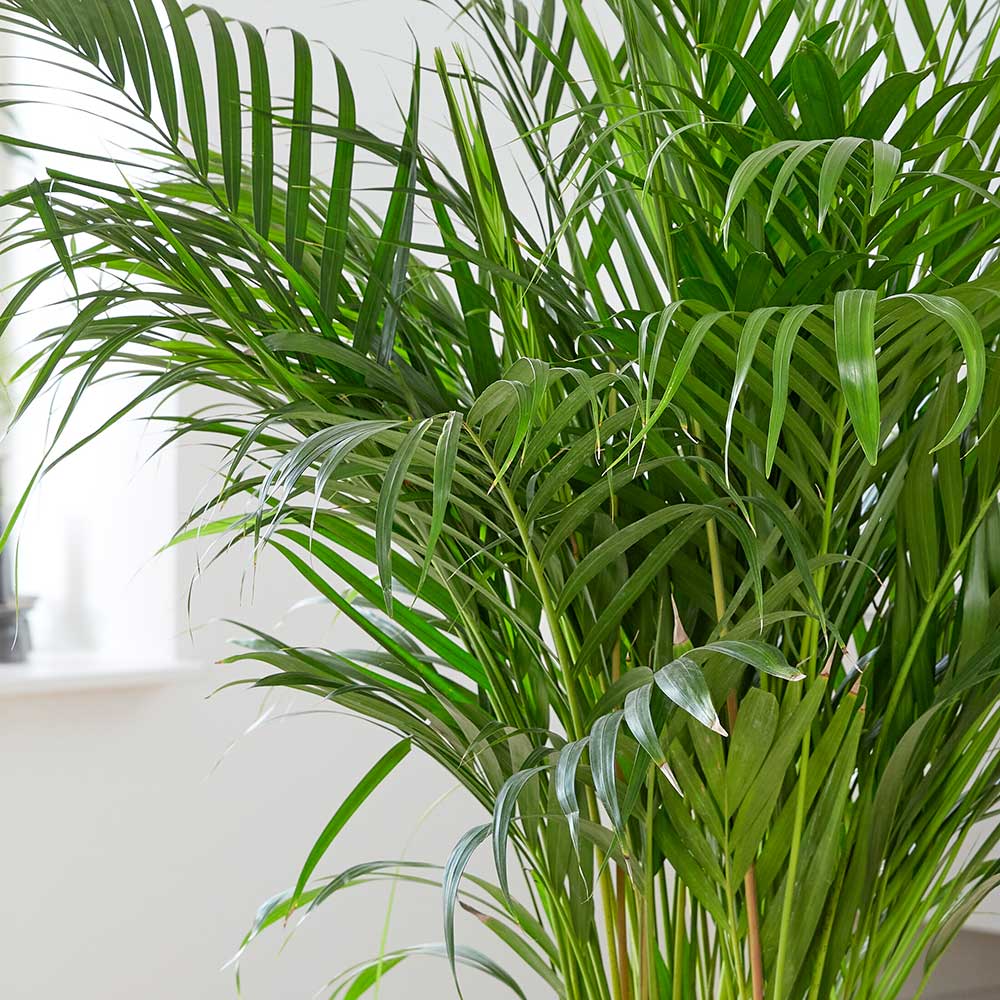 45 - 55cm Areca Palm Dypsis Lutescens 17cm Pot House Plant House Plant