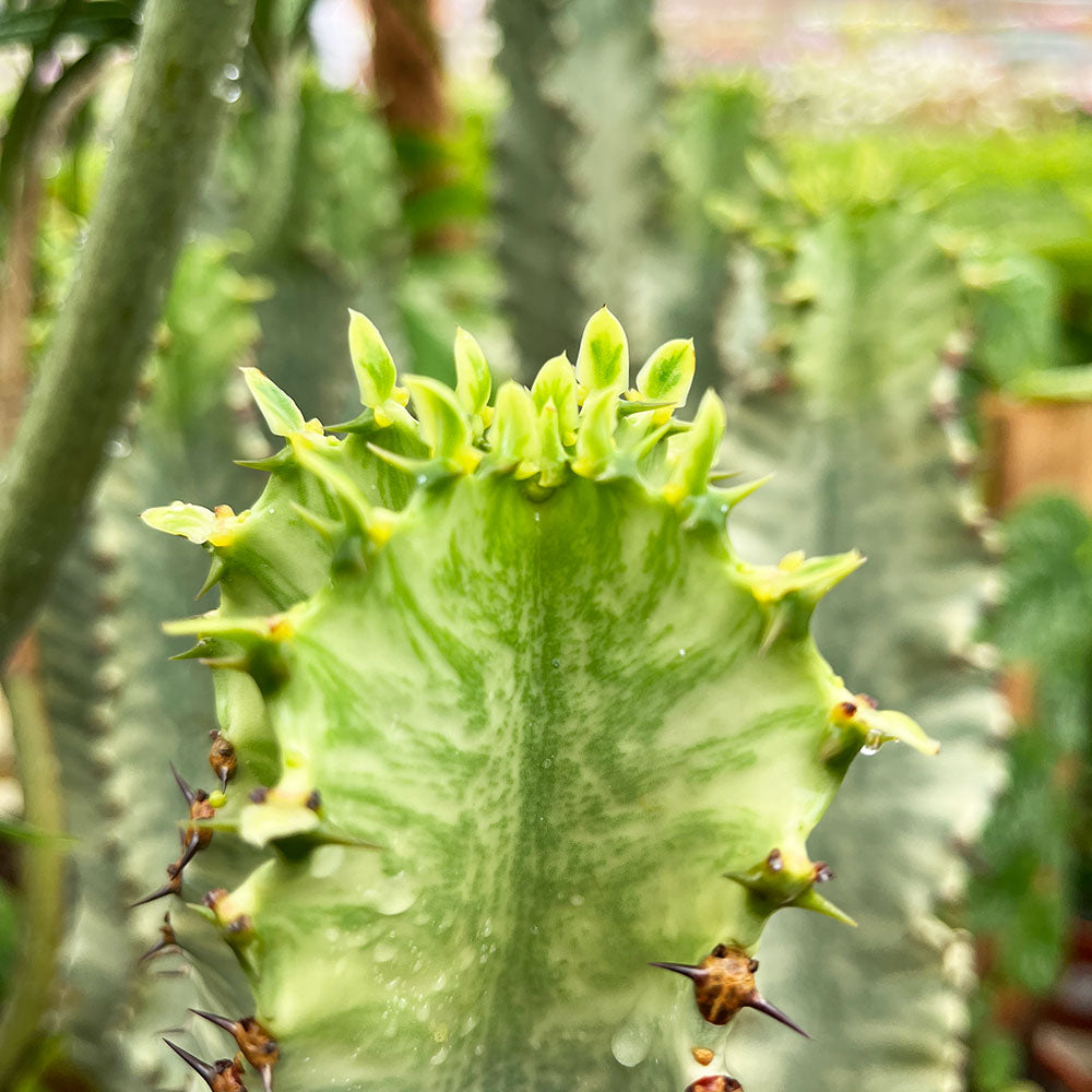 45 - 55cm Euphorbia Marmorata 17cm Pot House Plant House Plant