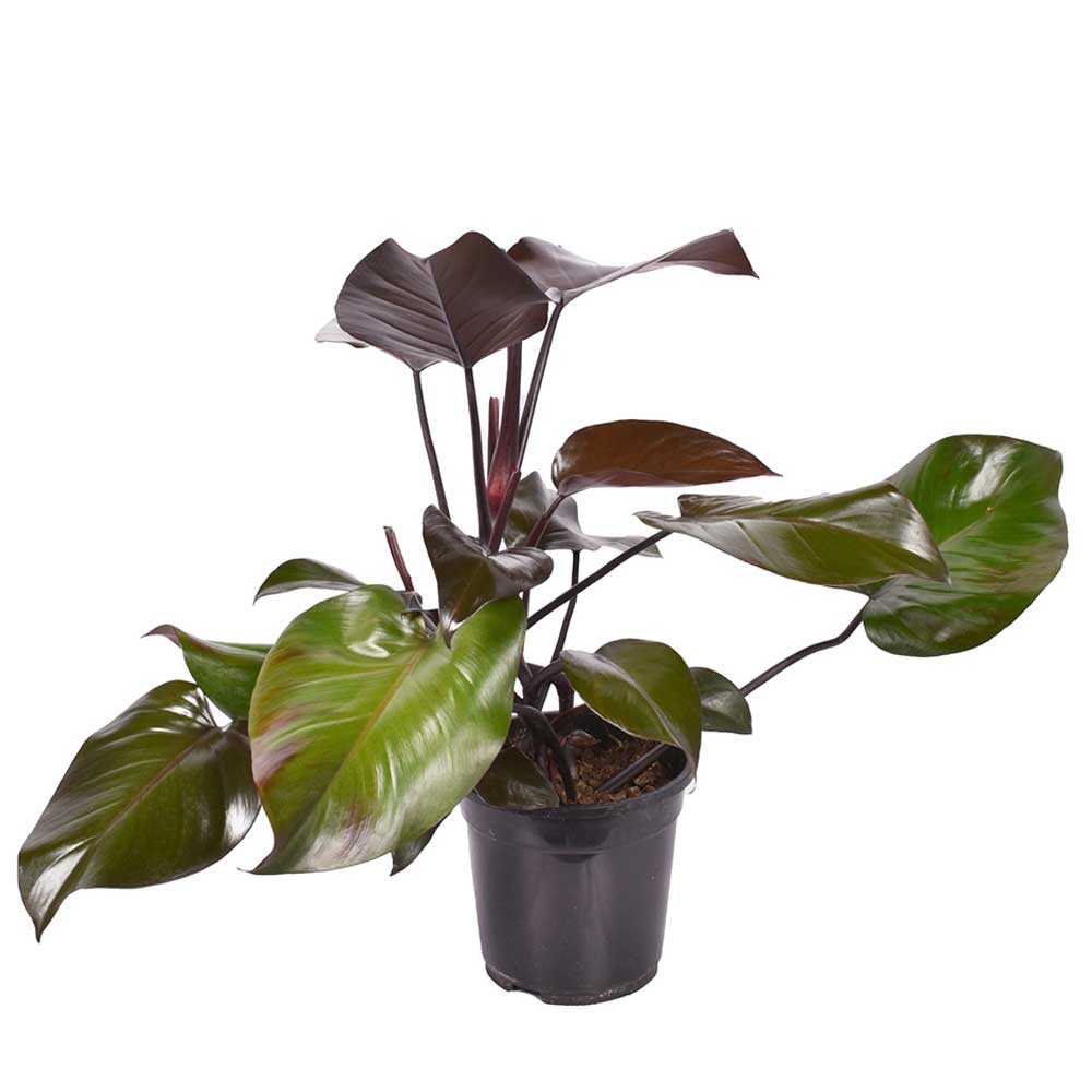 45 - 55cm Philodendron Purple Congo 21cm Pot House Plants