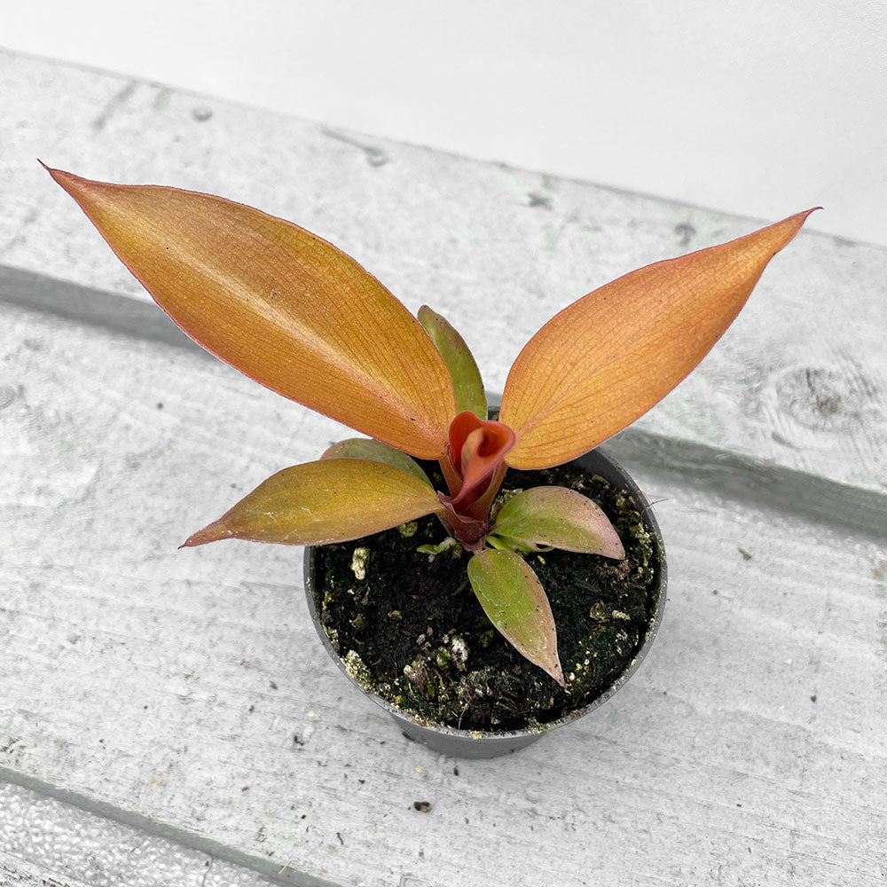 5 - 10cm Philodendron Red Sun 6cm Pot House Plant