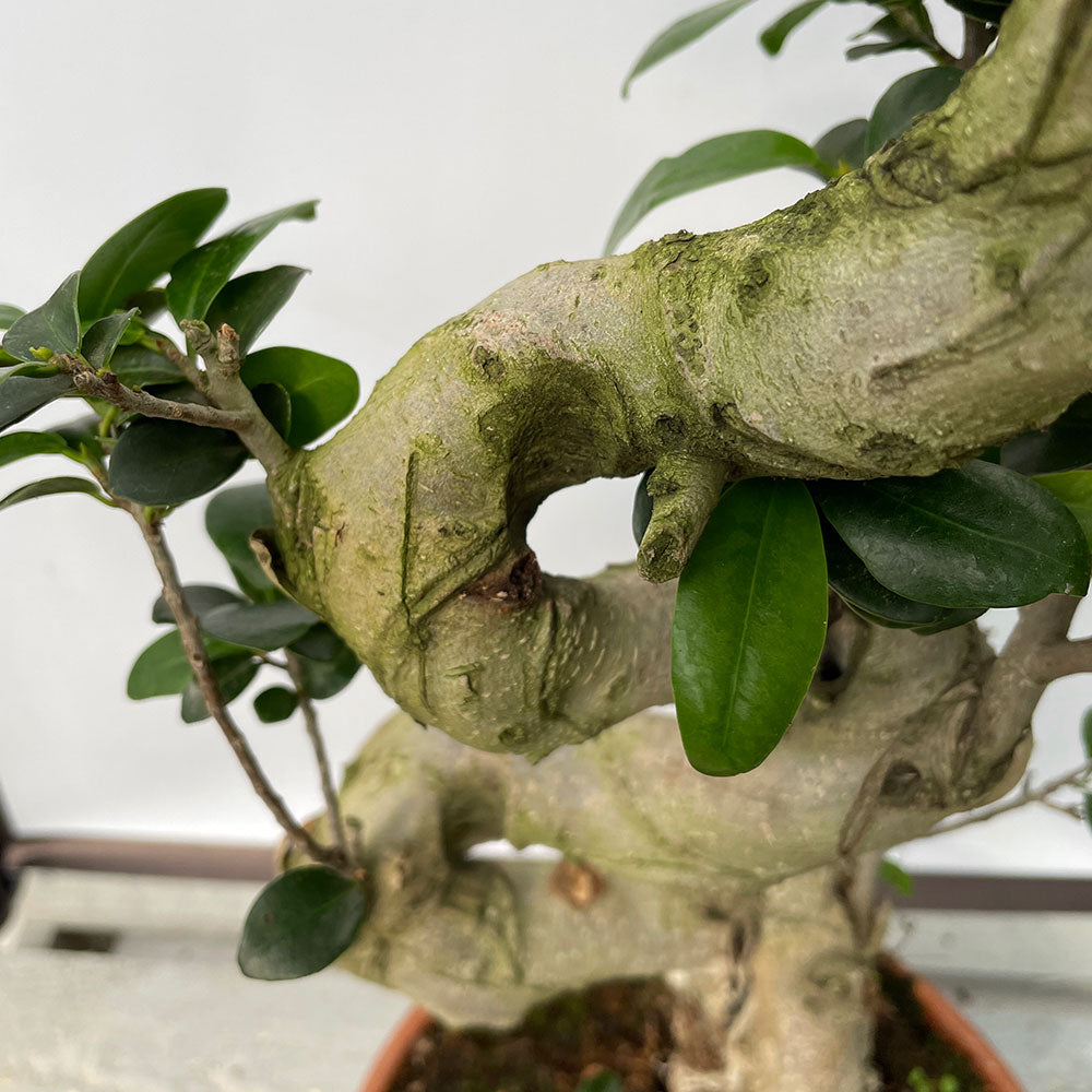 50 - 60cm Ficus Ginseng Bonsai S Type 22cm Pot House Plant House Plant