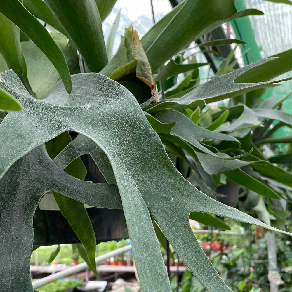 50 - 60cm Staghorn Fern in Hanging 21cm Pot House Plant House Plant