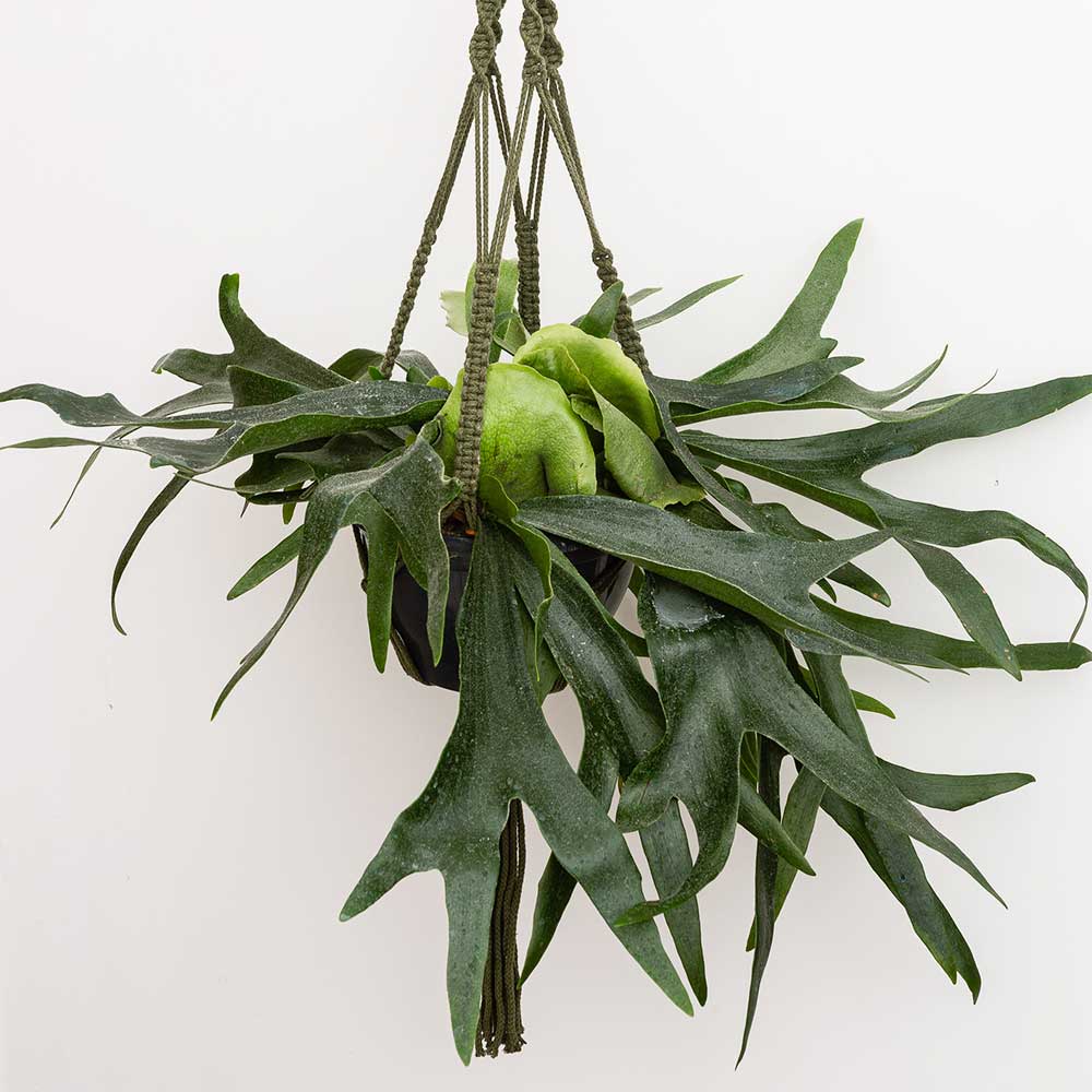 50 - 60cm Staghorn Fern in Hanging 21cm Pot House Plants
