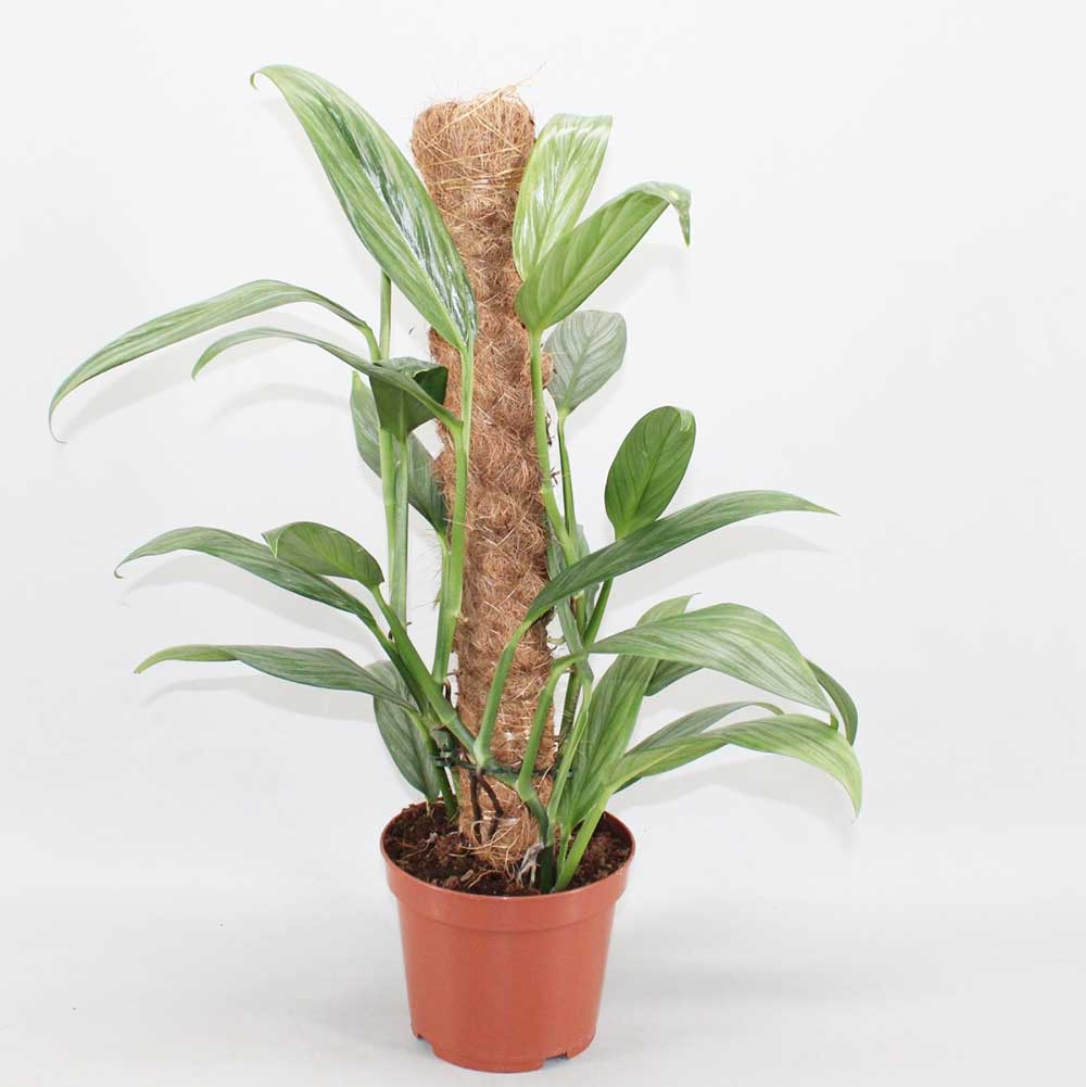55 - 65cm Aplissimum Silver Stripe Pothos Epipremnum 17cm Pot House Plants