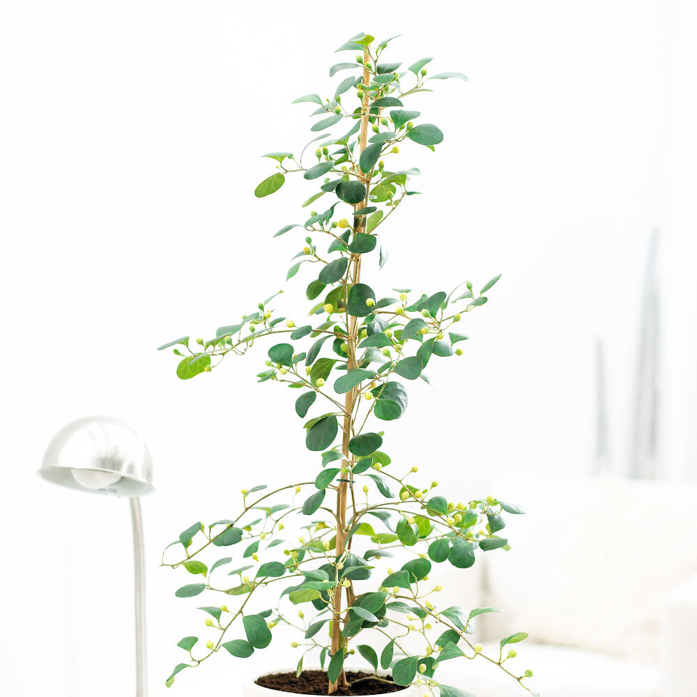 55 - 65cm Ficus Deltoidea Rubber Plant 17cm Pot House Plant House Plant