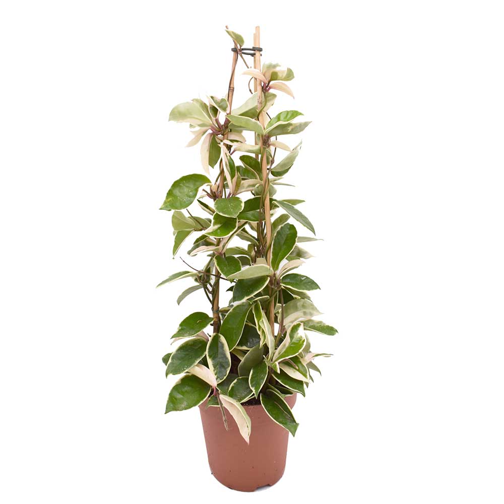 55 - 65cm Hoya Carnosa Krimson Queen Wax Plant 17cm Pot House Plants