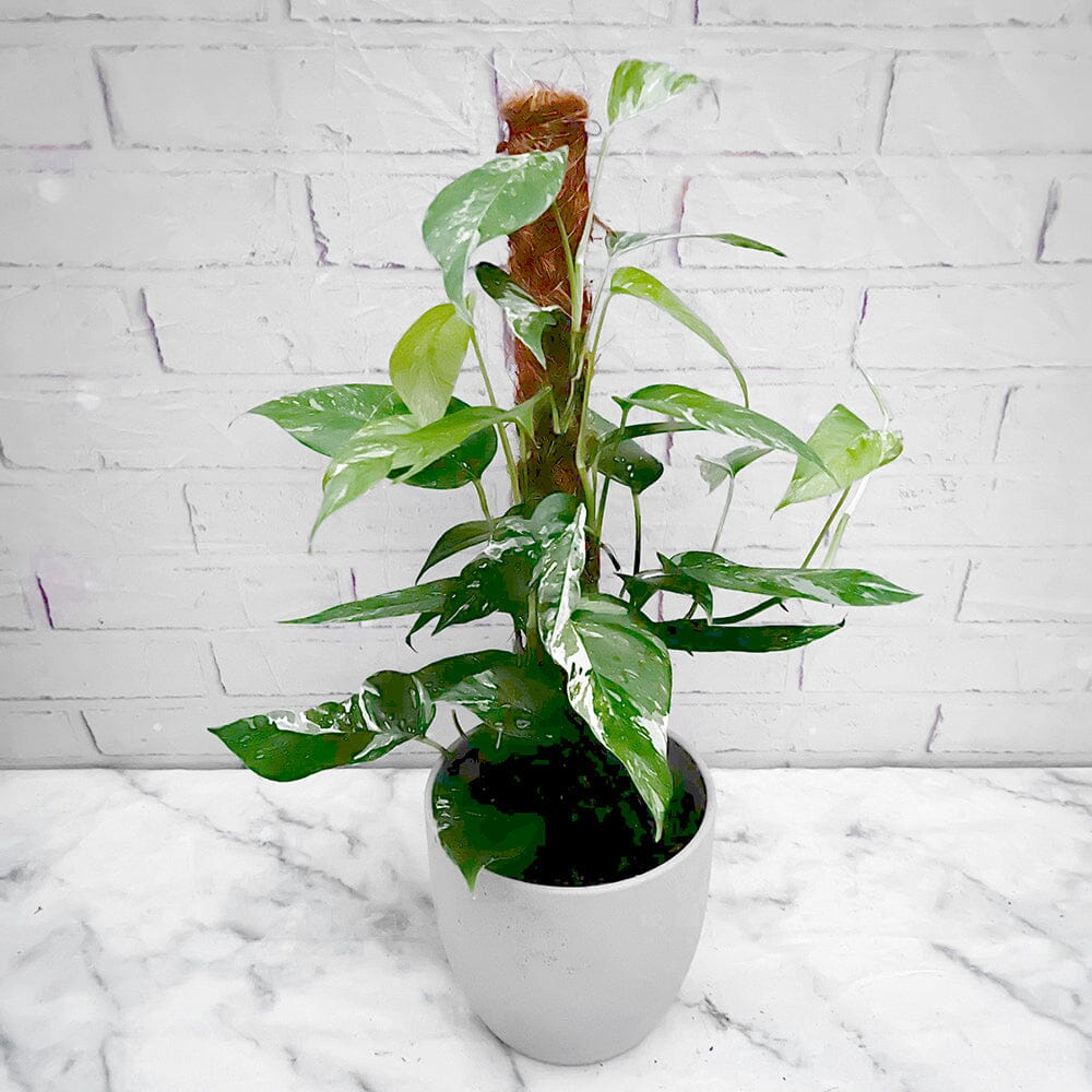 55 - 65cm Pinnatum Variegata on Mosspole Pothos Epipremnum 17cm Pot House Plant House Plant