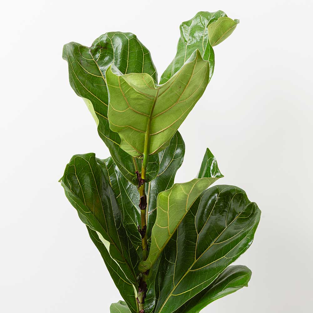 60 - 70cm Ficus Lyrata with Twisted Stem Fiddle Leaf Fig 17cm Pot House Plant House Plant