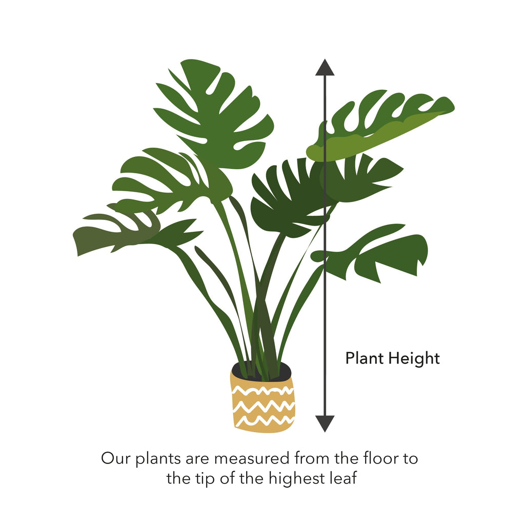 60 - 70cm Ficus Lyrata with Twisted Stem Fiddle Leaf Fig 17cm Pot House Plant House Plant