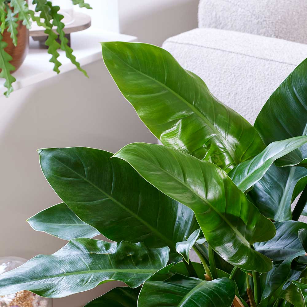 60 - 70cm Philodendron Imperial Green 24cm Pot House Plant House Plant