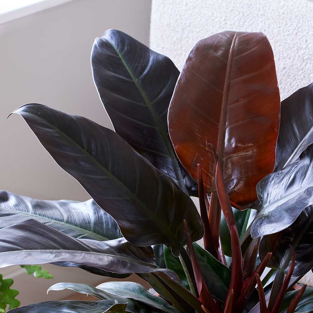 60 - 70cm Philodendron Imperial Red 24cm Pot House Plant House Plant