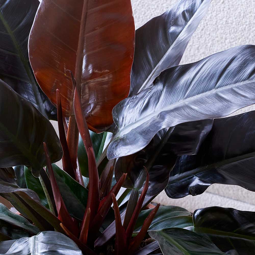 60 - 70cm Philodendron Imperial Red 24cm Pot House Plant House Plant