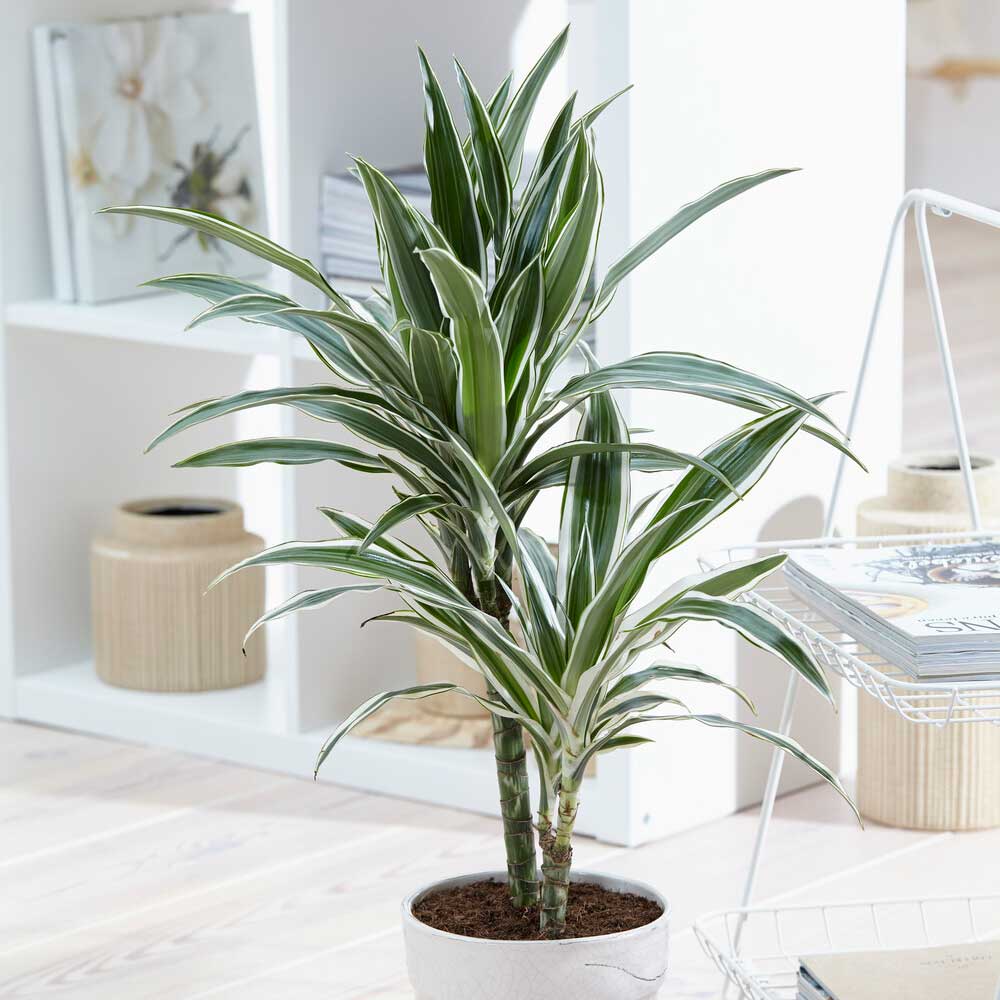 65 - 75 Dracaena White Stripe with 2 Stems 17cm Pot House Plants