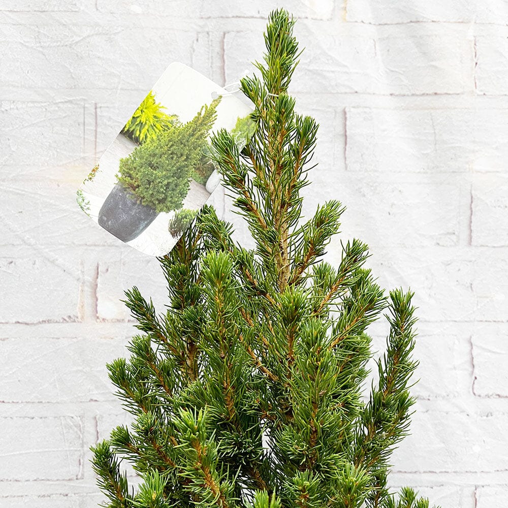 70cm Real Potted Christmas Tree House Plant