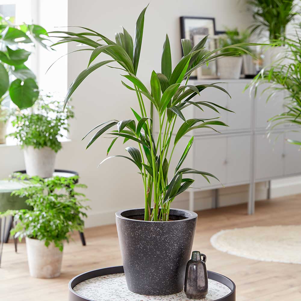 75 - 85cm Kentia Palm Howea Forsteriana 19cm Pot House Plants
