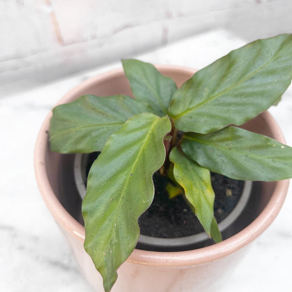 8 - 15cm Alocasia Rufibarba 9cm Pot House Plant