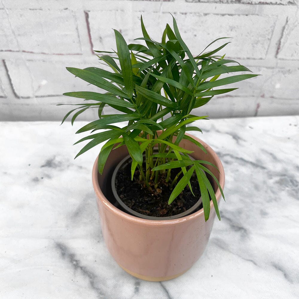 8 - 15cm Areca Palm 9cm Pot House Plant