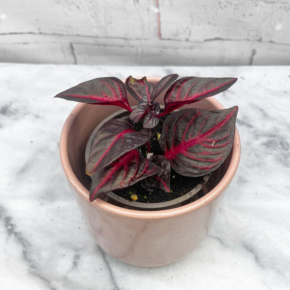 8 - 15cm Iresine Herbstii Bloodleaf 9cm Pot House Plant