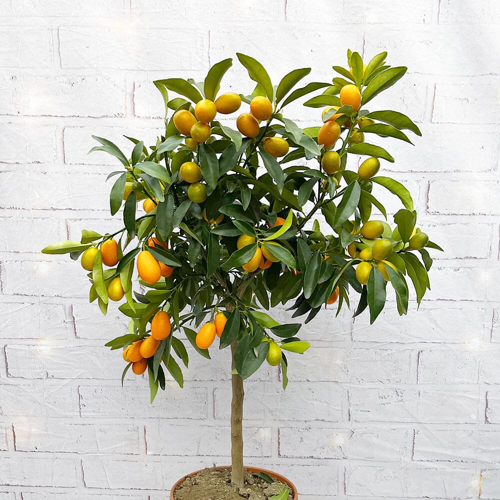 80 - 90cm Kumquat Tree Citrus Gigante 22cm Pot House Plant House Plant