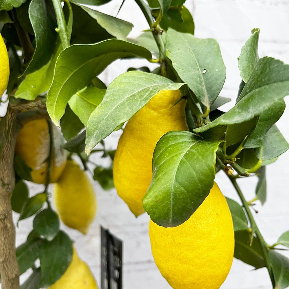 80 - 90cm Lemon Tree Citrus 22cm Pot House Plant House Plant