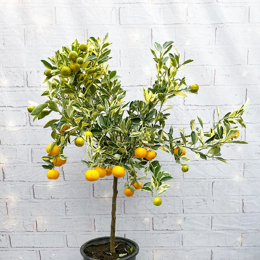 80 - 90cm Variegated Kumquat Tree Citrus 22cm Pot House Plant House Plant