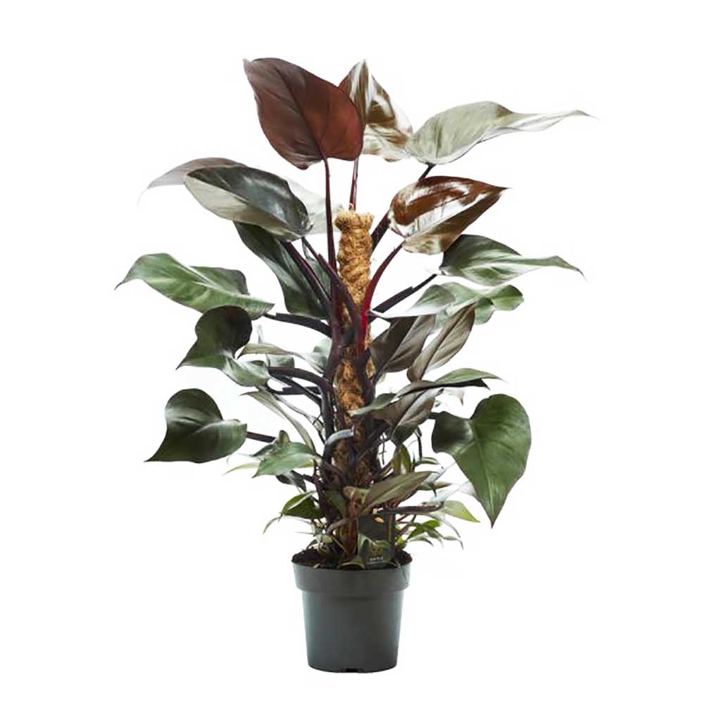 85 - 100cm Philodendron New Red on Mosspole 19cm Pot Houseplants