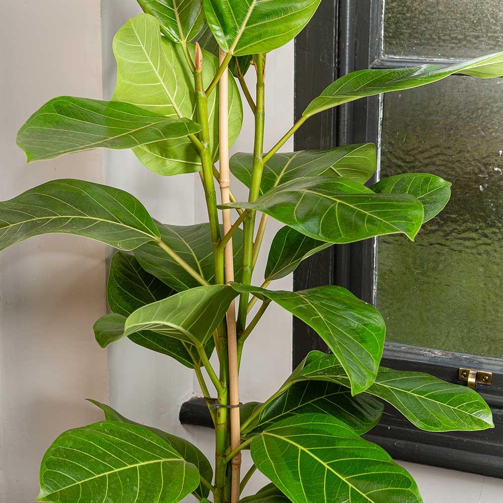 90 - 100cm Ficus Altissima with 2 Stems Rubber Plant 21cm Pot House Plant House Plant