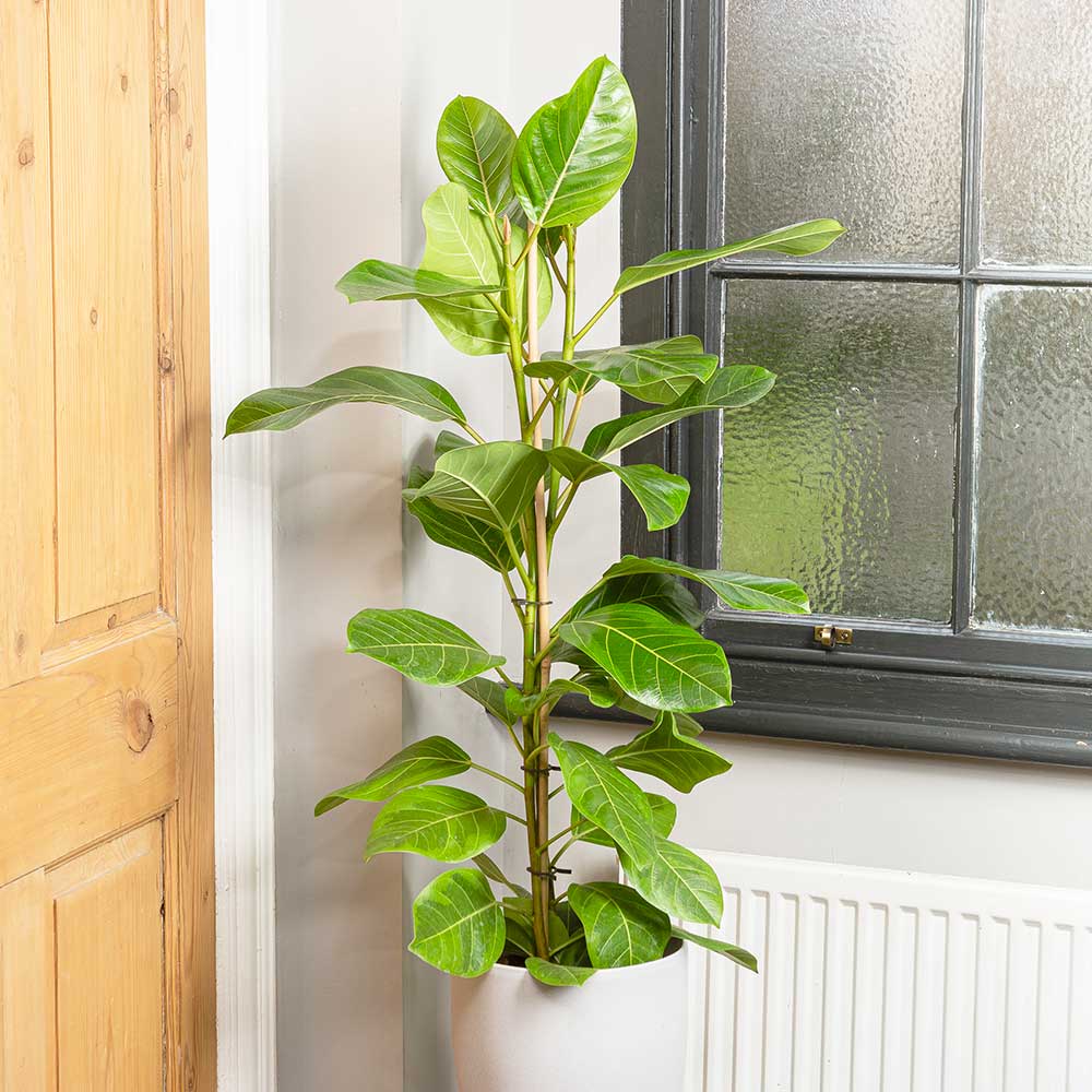 90 - 100cm Ficus Altissima with 2 Stems Rubber Plant 21cm Pot House Plants