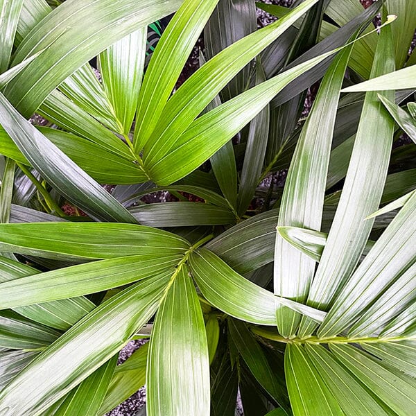 90 - 100cm Kentia Palm Howea Forsteriana 19cm Pot House Plant House Plant