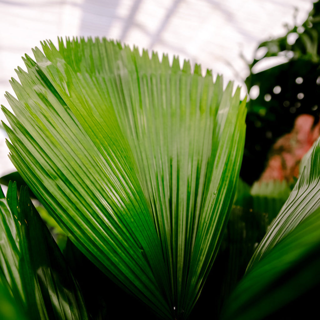90 - 100cm Licuala Grandis Fan Palm 24cm Height House Plant House Plant