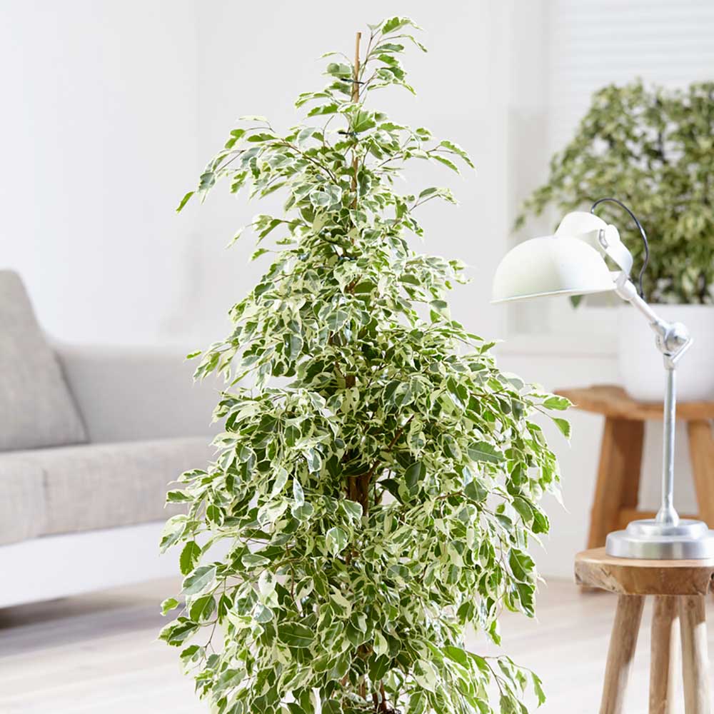 95 - 105cm Ficus Starlight Rubber Plant 21cm Pot House Plants