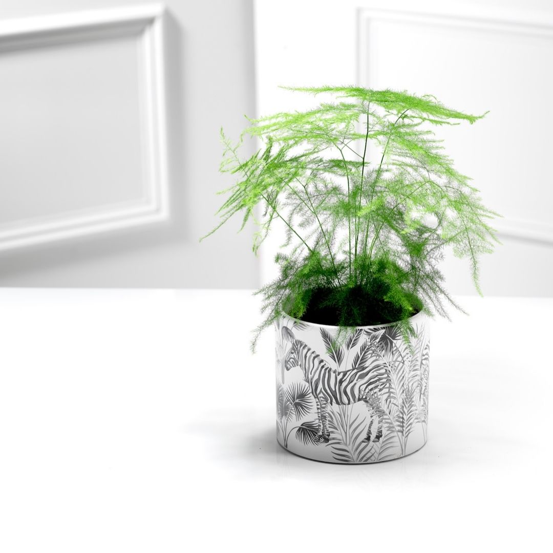 Indoor plant subscription pre-pay