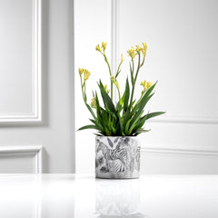 Indoor plant subscription, £10 discount + free gloves